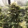 семена конопли дешево Blue Cheese feminised Royal Queen