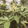 семена конопли с доставкой Blue Cheese feminised Royal Queen