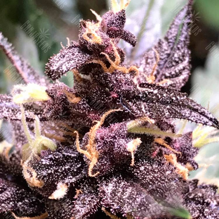 Семена конопли Auto Devil Cream feminised Ganja Seeds Семена конопли Auto Devil Cream feminised Ganja Seeds
