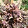 Семена марихуаны Auto Devil Cream feminised Ganja Seeds Семена марихуаны Auto Devil Cream feminised Ganja Seeds