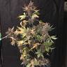 Семена каннабиса Auto Devil Cream feminised Ganja Seeds Семена каннабиса Auto Devil Cream feminised Ganja Seeds