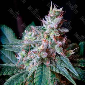 Cream Caramel feminised Ganja Seeds Fast Version