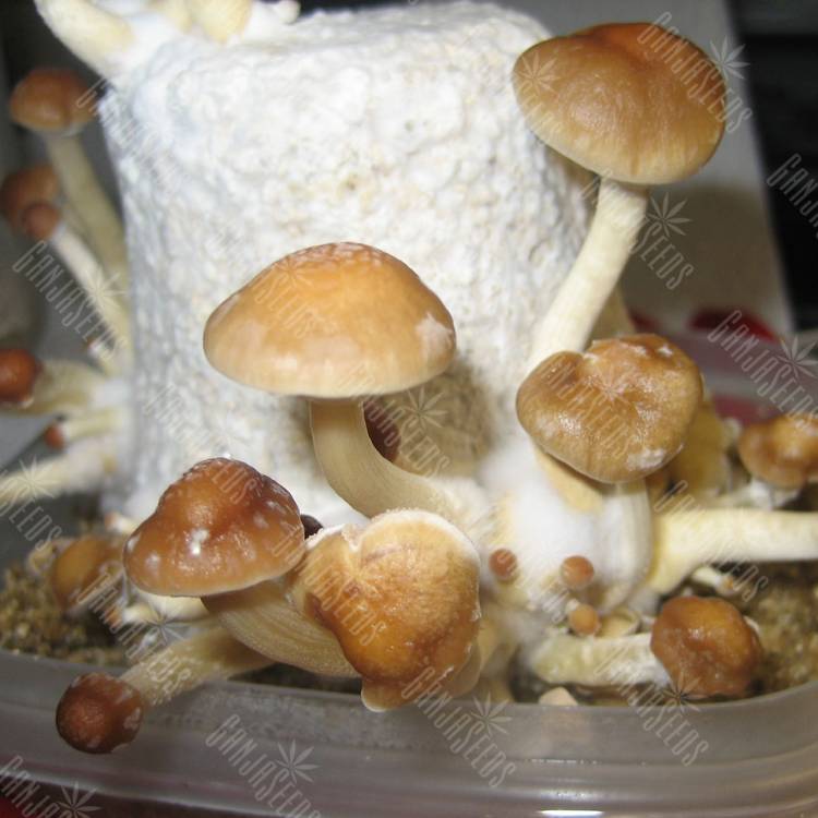 купить отпечатки псилоцибиновых грибов в Москве Argentina