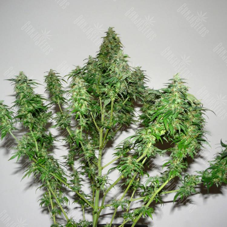 семена конопли скороспелый купить Big Bang feminised Green House Seeds