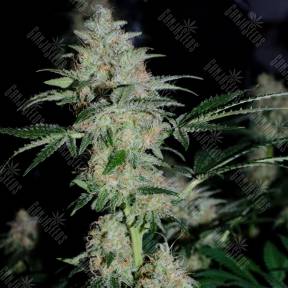 Auto White Widow feminised Dutch Passion Seeds