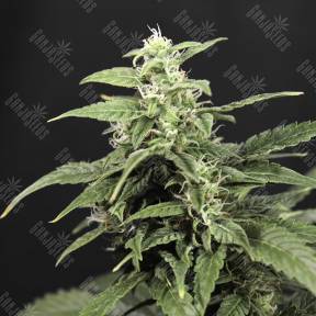 Auto Amnesia feminised Breeders Community Seeds