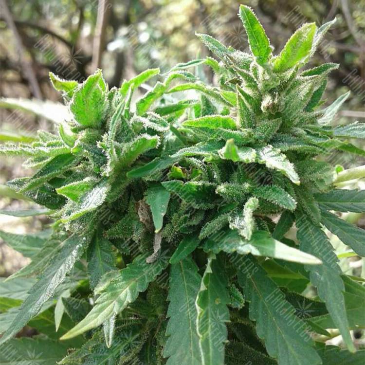 семена конопли курьером Auto Little Russian regular