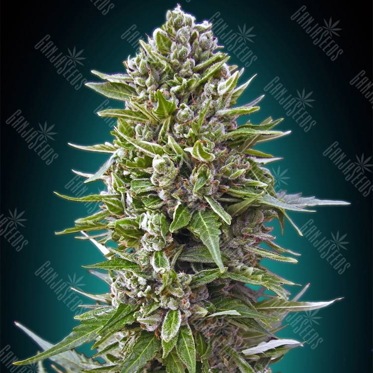семена конопли аутдор Auto Northern Lights feminised 00 Seeds семена конопли аутдор Auto Northern Lights feminised 00 Seeds