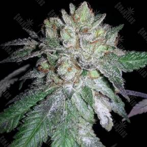 Pink Kush feminised Barneys Farm