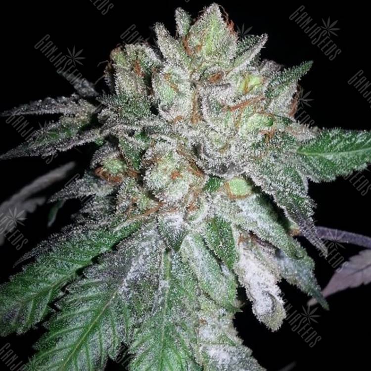 семена конопли с доставкой Pink Kush feminised Barneys Farm