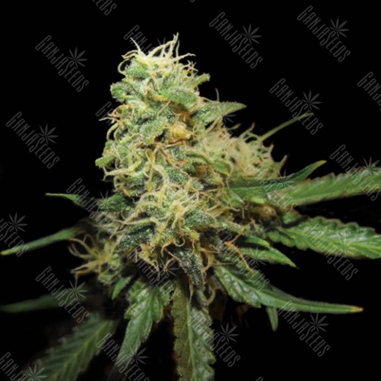 семена конопли элитных сортов R.K.S. feminised DNA Genetics