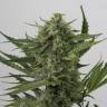 семена конопли аутдор Auto OG Kush feminised Humboldt Seeds