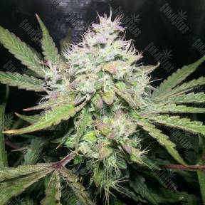 Auto OG Kush feminised Humboldt Seeds