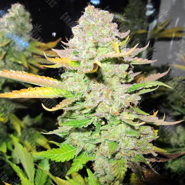 семена конопли Россия Devil Fruit feminised Medical Seeds