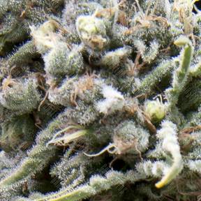 Auto White Widow CBD feminised Pyramid Seeds