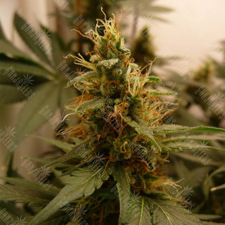 семена конопли в фирменной упаковке Blue Mystic feminised Royal Queen