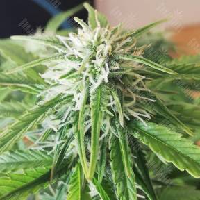 Auto Jack 47 XL feminised Sweet Seeds