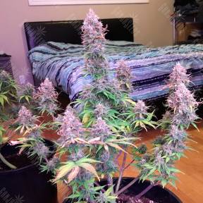 Auto Blue Mazar feminised Ganja Seeds