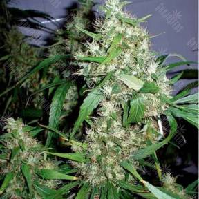 Auto Lowryder regular Ganja Seeds