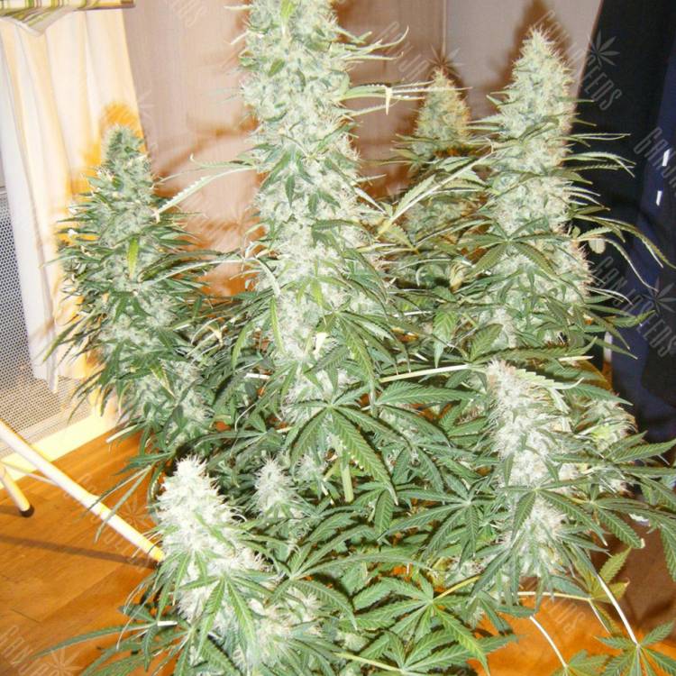Auto Xtreme feminised Dutch Passion Seeds