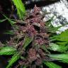 Auto Blueberry feminised Breeders Community Seeds