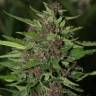 Auto Blueberry feminised Breeders Community Seeds