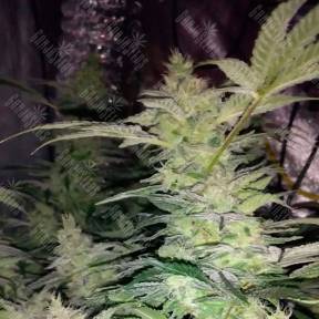 Alexandriya regular Ganja Seeds