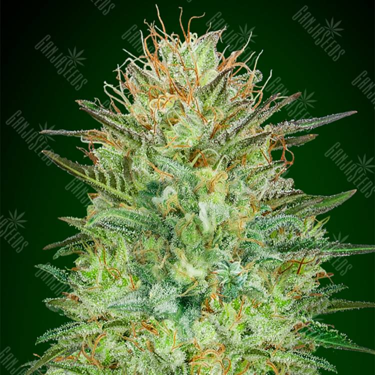 семена конопли дешево Auto Sweet Critical feminised 00 Seeds семена конопли дешево Auto Sweet Critical feminised 00 Seeds