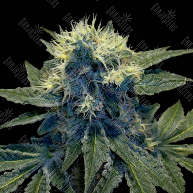 семена конопли в интернете Sharksbreath feminised DNA Genetics