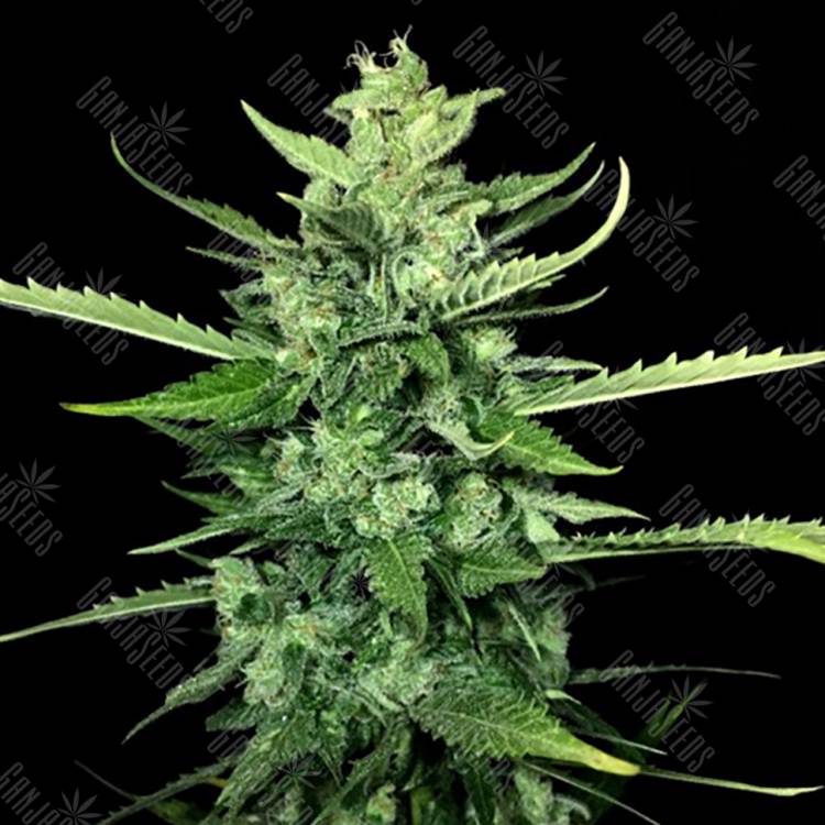 где заказать семена конопли Auto Kong 4 feminised Paradise Seeds