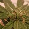 качественные семена конопли Auto Alpujarrena feminised Pyramid Seeds качественные семена конопли Auto Alpujarrena feminised Pyramid Seeds