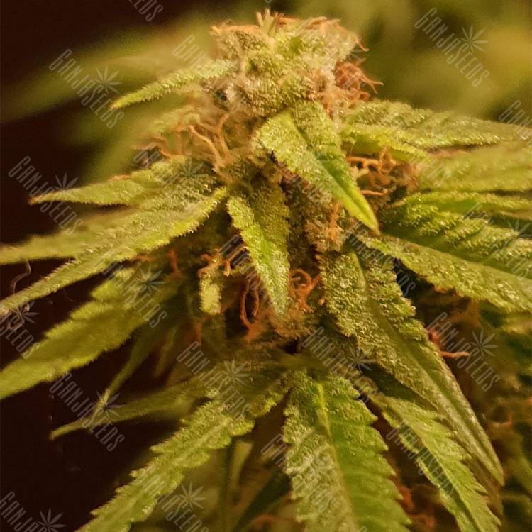 семена конопли феминизированные Auto Alpujarrena feminised Pyramid Seeds семена конопли феминизированные Auto Alpujarrena feminised Pyramid Seeds