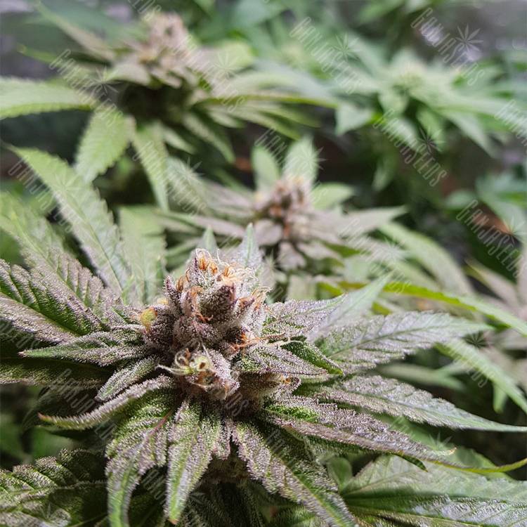 качественные семена конопли Bubble Kush feminised Royal Queen