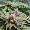 качественные семена конопли Bubble Kush feminised Royal Queen