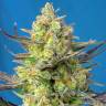 семена конопли феминизированные Auto Sweet Cheese XL feminised Sweet Seeds