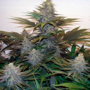 Z & Z feminised Ganja Seeds