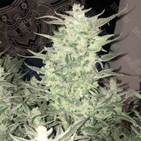 Auto Bomb regular Ganja Seeds