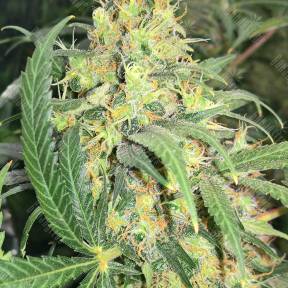 Super Skunk regular Ganja Seeds