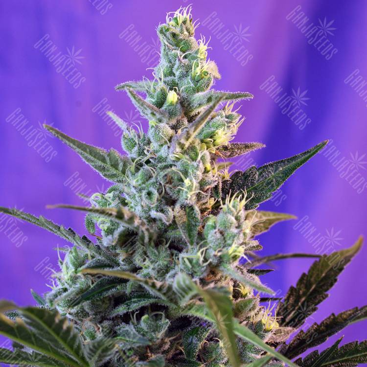 купить семена конопли Auto Sweet Skunk feminised