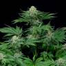 семена конопли недорого Bubba Kush feminised Green House Seeds семена конопли недорого Bubba Kush feminised Green House Seeds