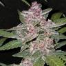 урожайные семена конопли Bubba Kush feminised Green House Seeds урожайные семена конопли Bubba Kush feminised Green House Seeds