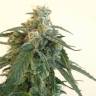 Auto Blue Mazar feminised Dutch Passion Seeds