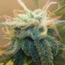 Auto Cheese feminised Breeders Community Seeds