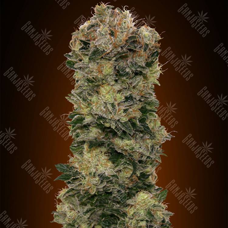 семена конопли автоцвет Auto Sweet Soma feminised 00 Seeds