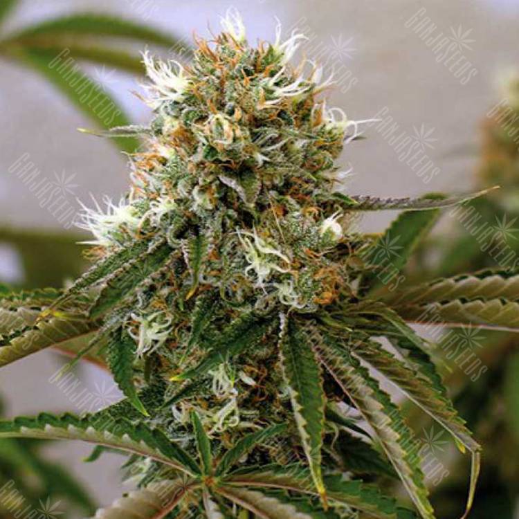 качественные семена конопли Red Cherry Berry feminised Barneys Farm