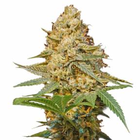 Silver LA feminised DNA Genetics