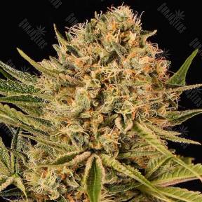 Herz OG feminised Exotic Seed