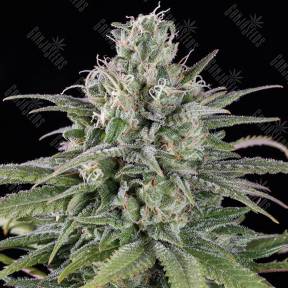 Auto UK Cheese feminised Humboldt Seeds