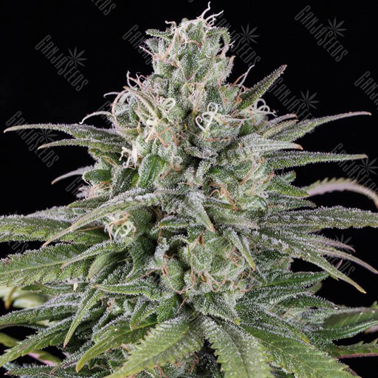 семена конопли интернет магазин Auto UK Cheese feminised Humboldt Seeds