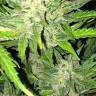 семена конопли f1 в оригинальной упаковке Auto UK Cheese feminised Humboldt Seeds
